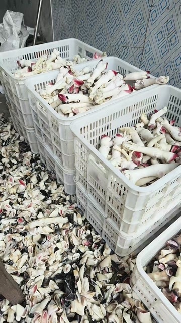 阳信县羊蹄