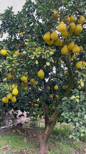 江永县湖南江永香柚，原产地直销