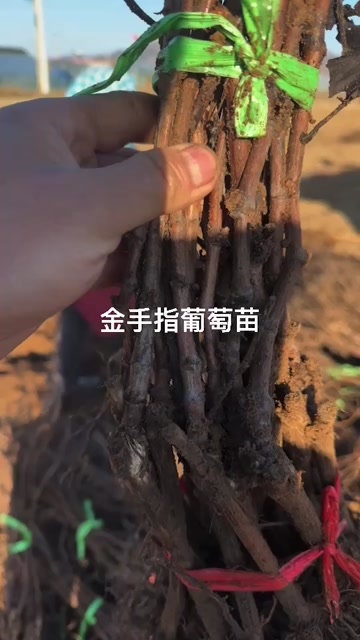 昌黎县金手指葡萄苗