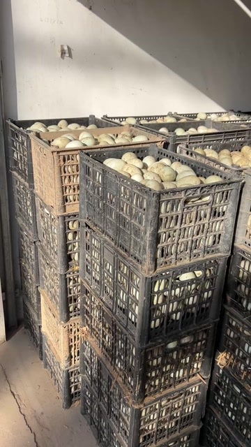 原阳县新鲜青皮双黄鸭蛋，高品质营养好蛋品