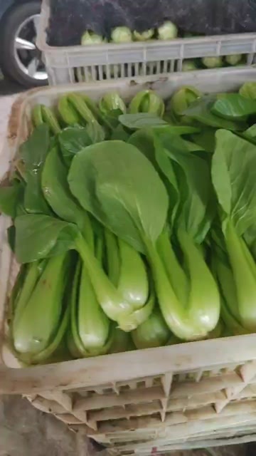聊城山东新鲜上海青蔬菜 叶菜类小白菜 品质优选 聊城直发