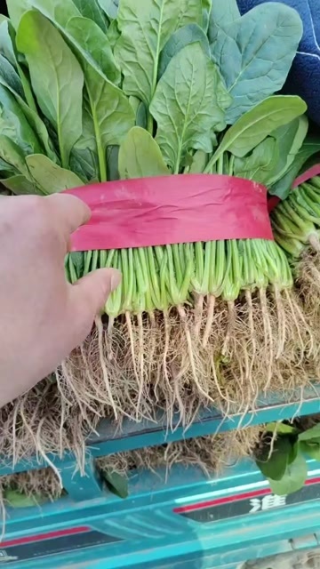 大叶菠菜