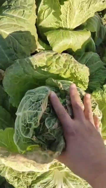 单县白菜
