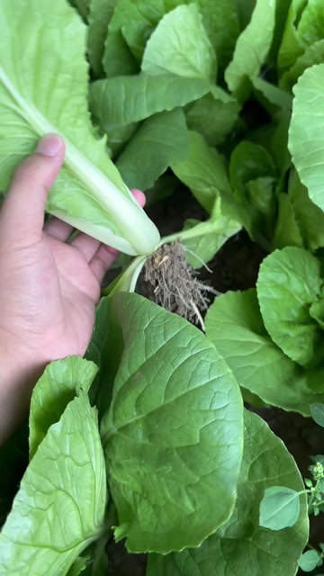 精品 小白菜 快菜，大棚毛白菜 产地直发 质量保证