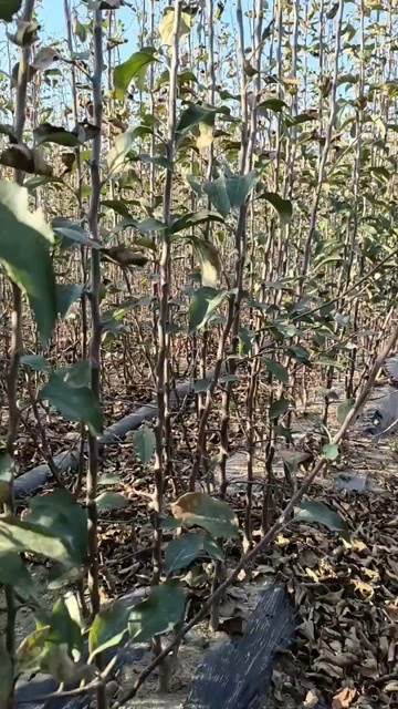 义县辽宁锦州f63苹果苗