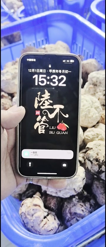 陵水县虎乳菌（虎奶菌）虎乳灵芝