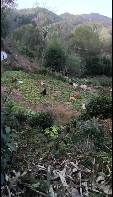 霍山县黑山羊