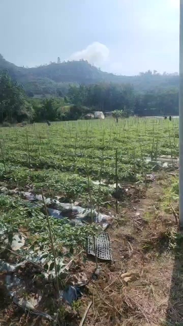 勐腊县西双版纳二荆条（8号线椒青皮）