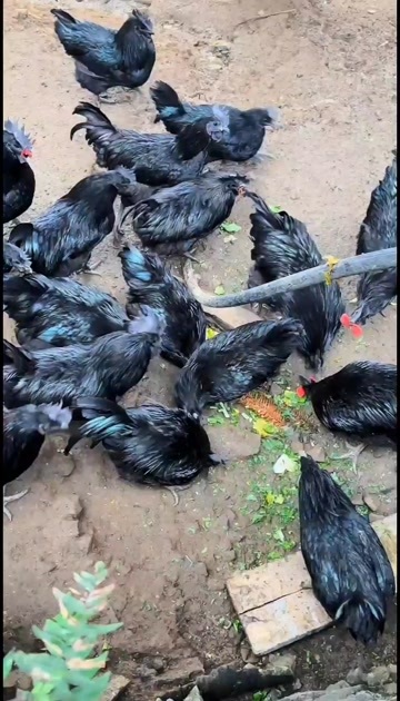 盐津县【正宗盐津乌骨鸡】包邮到家，包活到家。