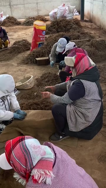 昆明云南丽江当归全当归无硫全干货大货批发