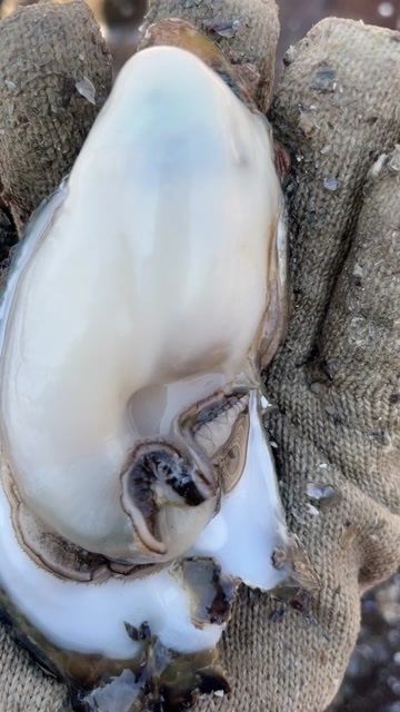 阳西县阳江阳西白蚝新鲜直供 生蚝活体现发 海鲜市场热门选择