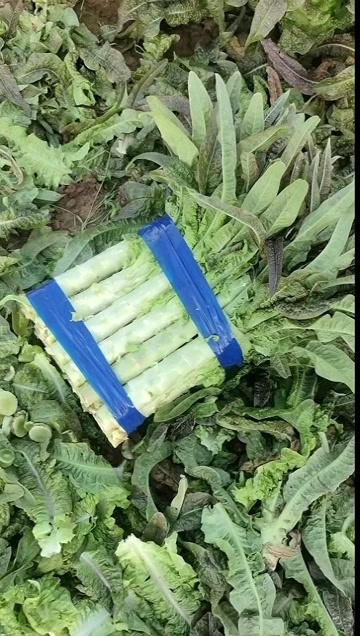 宿州宿州埇桥红尖叶莴笋大量供应