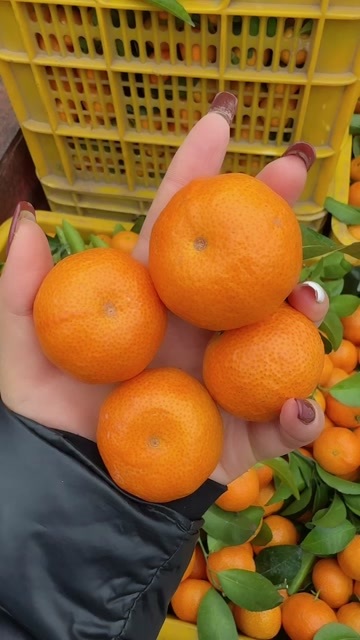 济南沙糖桔