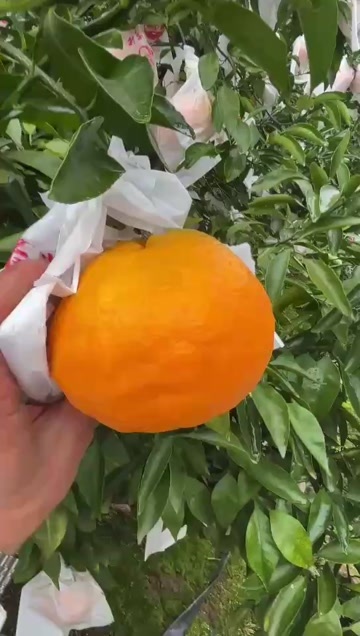 仁寿县耙耙柑