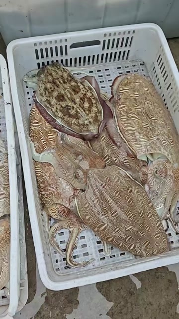 东山县墨鱼需要联系