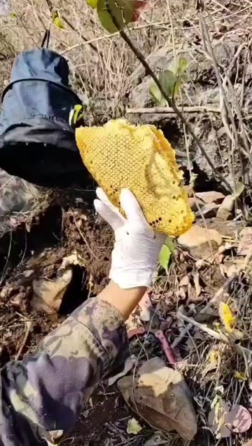 来宾野生蜂蜜糖