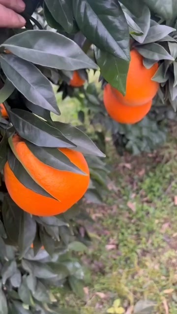 金堂县金堂脐橙