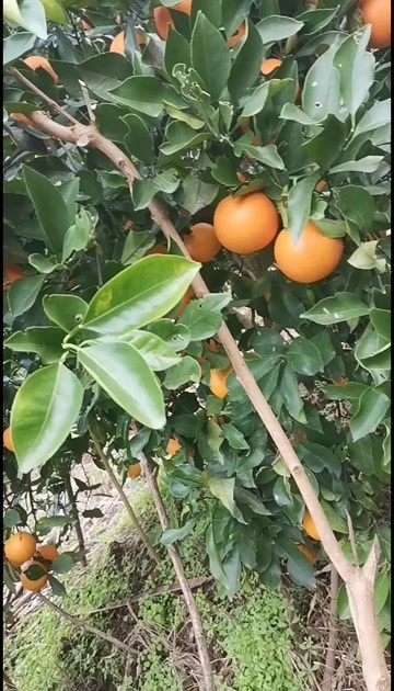麻阳县麻阳冰糖橙，大量有货