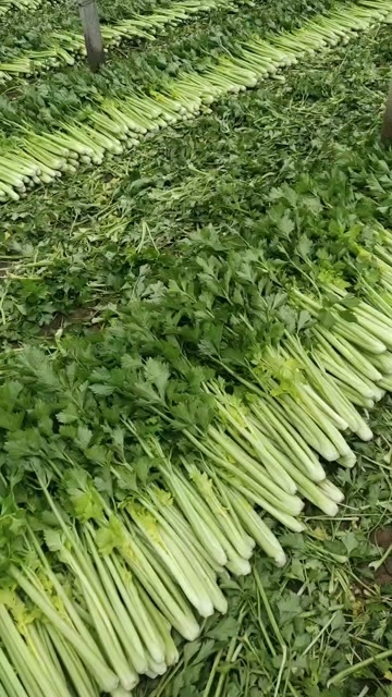 砀山县精品西芹