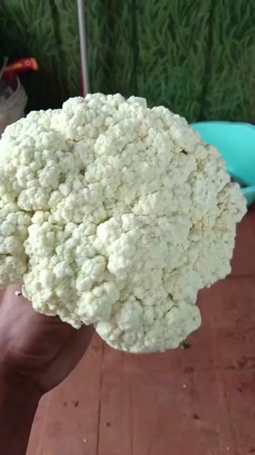 陆良县花菜