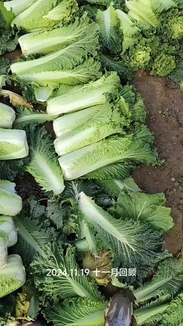 清徐县有300到500吨精品60青麻叶长白菜，