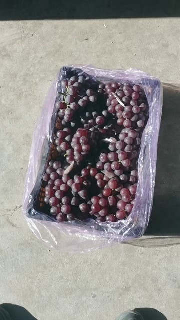 冰糖飓风葡萄
