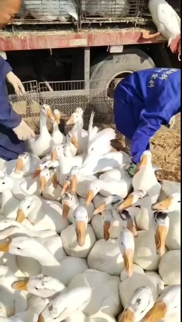 新干县鹅