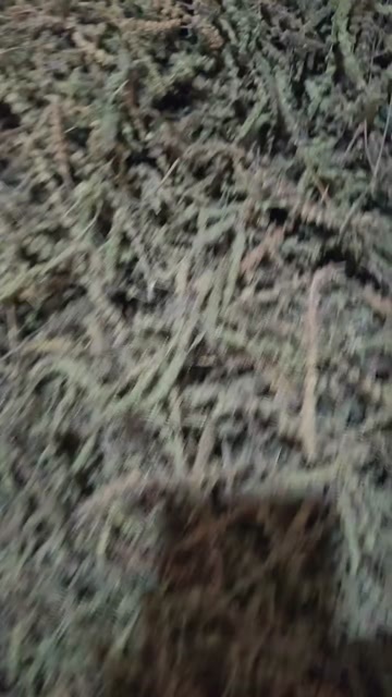 安国市中药材荆芥穗 安国市原产地发货 正品中药材 荆芥草药植物精华