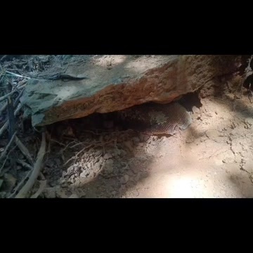 金秀县野生冬蜜