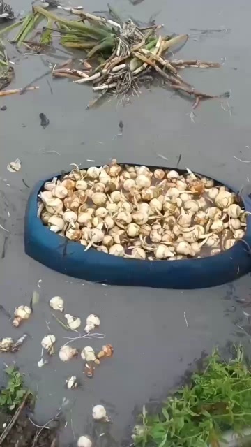 韶关白慈姑，产地直销现挖现发