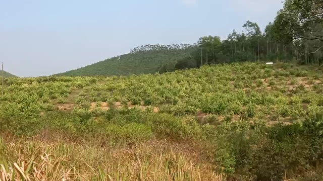 台山市台山100亩实际120亩以种70亩广柠