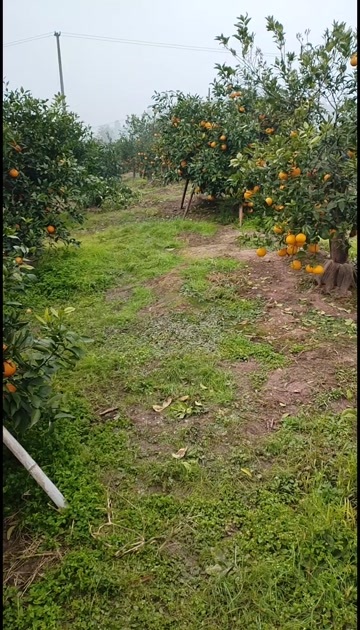 荣县爱媛橙