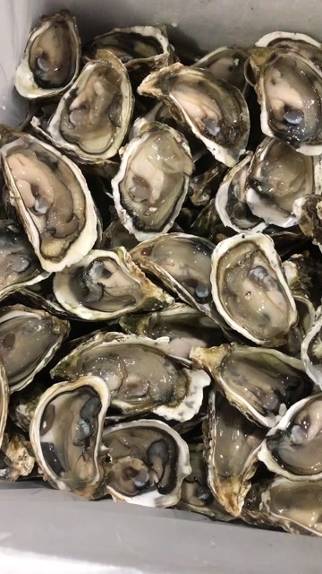 饶平县广东生蚝批发，全壳，半壳，蚝肉