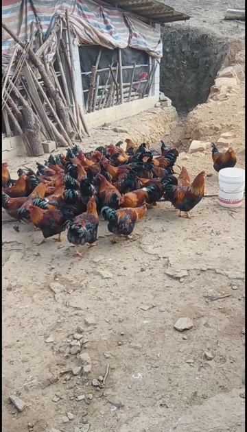 贺州清远麻2：全散养，喂五谷杂粮