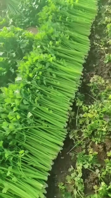 诸城市产地直发，年前大量上市，精品细颗芹菜，品质保证