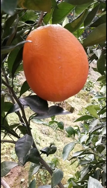 秭归县秭归优质橙子大星上市，自然成熟，口甜，汁多无干水看园定货现采
