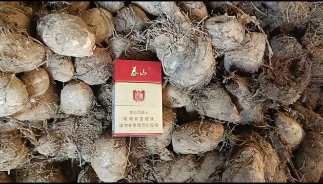 毛芋头新鲜采挖 坚果风味足 山东日照发货 农场直供现挖现发