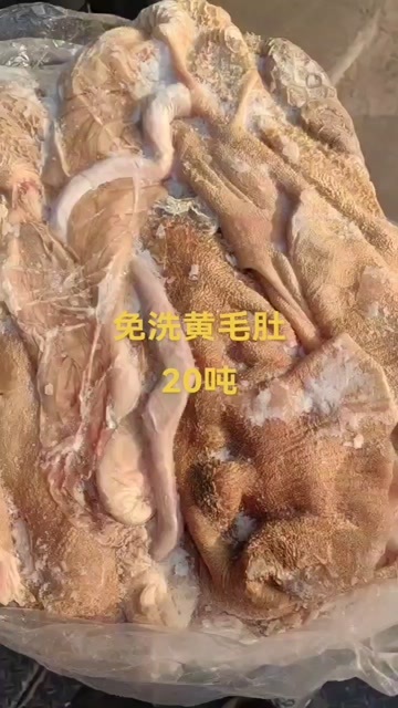 免洗羊肚黄肚