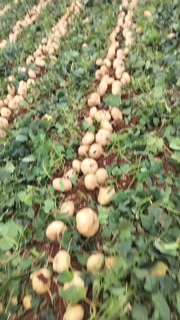 徐闻县新鲜凉薯广东水果生吃特脆甜地萝卜广东沙地葛薯白地瓜