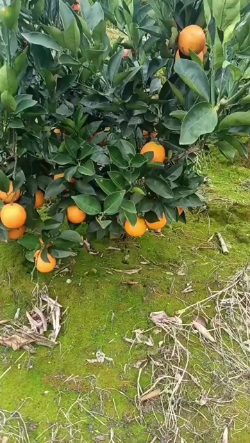泸西县冰糖橙