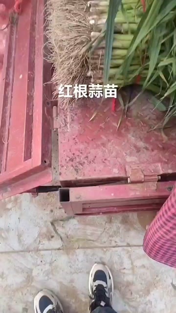 禹州市新鲜红根蒜苗 河南许昌禹州发货 优质蔬菜葱姜蒜品类 新到货源