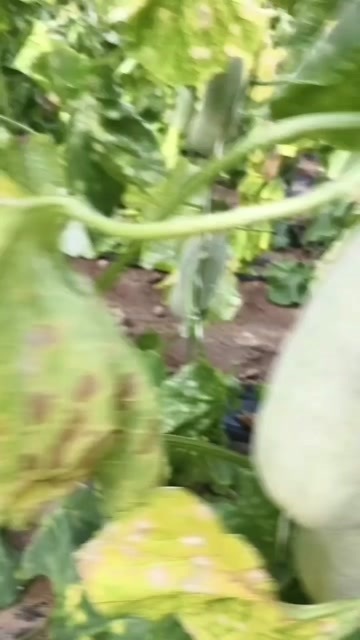 勐海县云南勐海甜瓜
