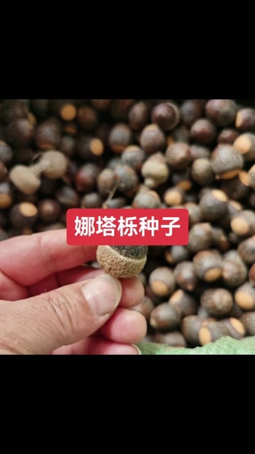 九江娜塔栎种子 娜塔栎树种子价格 落叶彩叶树种子批发