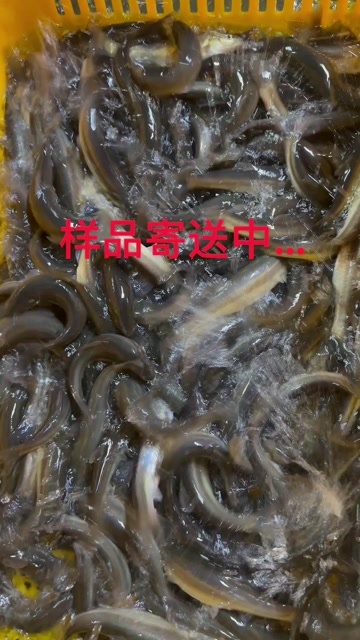 新民市东北特种冷水鱼柳根 放钓放生放养专用存活率好一手货源价格优