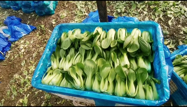 盐城油菜上海青