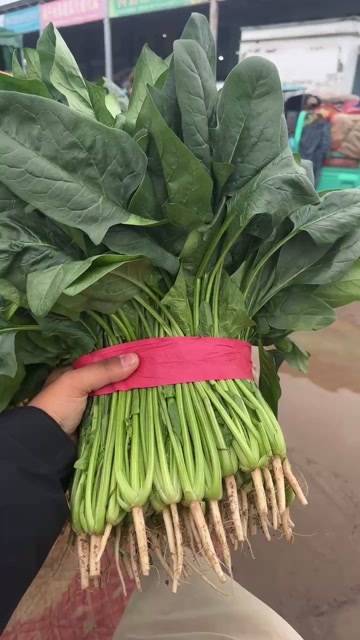 邯郸菠菜