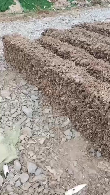甘洛县干货来了