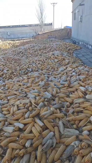 怀仁市玉米