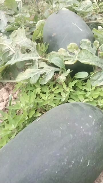 三亚黑美人