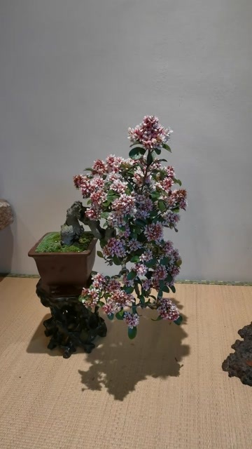 永嘉县探春花